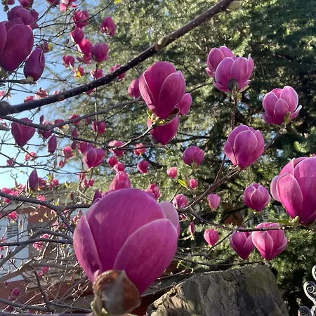 Angolo Di Zoe Appartement *