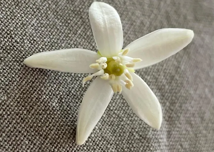 Angolo Di Zoe Trieste